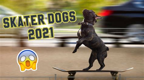 Dogs Skateboarding 🐶🛹 Awesome Dogs On Skateboards 2021 Must Watch So