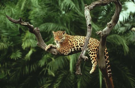 Jaguar Descansando En La Rama De Un Rbol