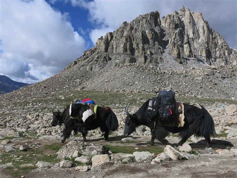 Tibet trek with Tibetan Yak, Tibet trekking, trekking in Tibet with ...