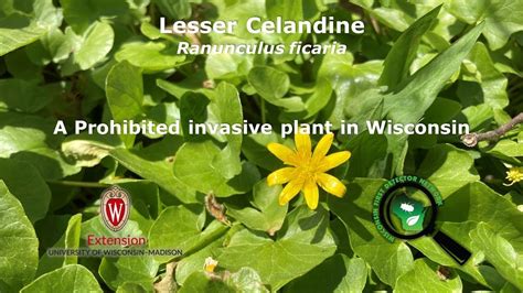 Lesser celandine, identification of the Wisconsin invasive plant ...