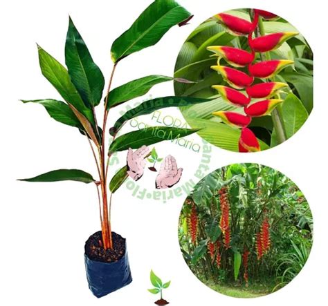 Heliconia Rostrata 6 Mudas 25cm Parcelamento Sem Juros