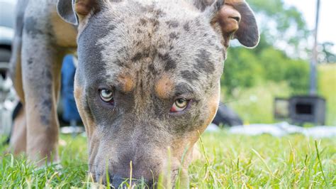 Date for new rules on XL bully dogs announced | News - Clyde 1