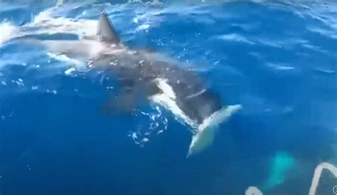 Watch an Orca Rip the Rudder Off a Boat