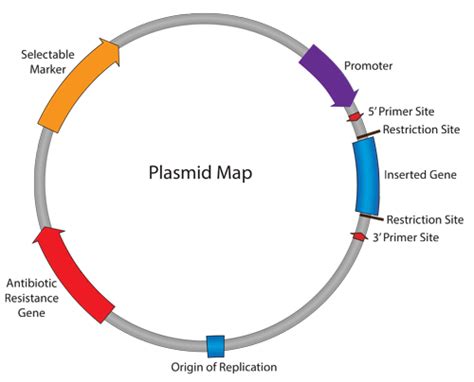 Plasmids 101 The Promoter Region Let S Go