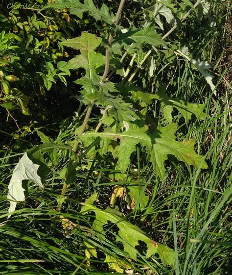 Chwile Zachwycone Przegorzan Kulisty Echinops Sphaerocephalus