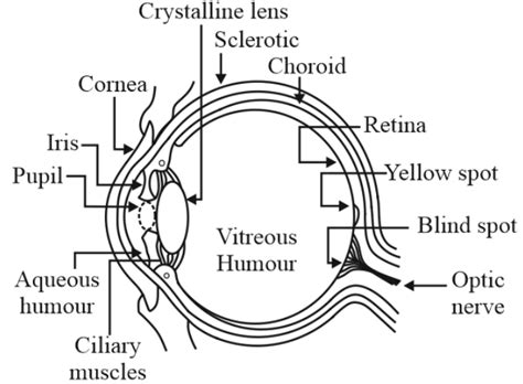 Draw A Simple Diagram Of The Human Eye And Label Clearly The Cornea Iris Pupil Ciliary Muscles