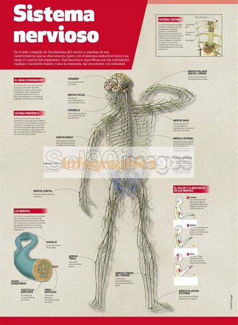 Infografia Del Sistema Nervioso