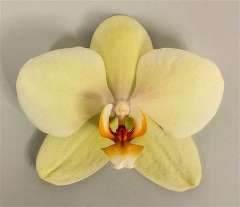 Орхидея Феррара Фото Описание Уход – Telegraph