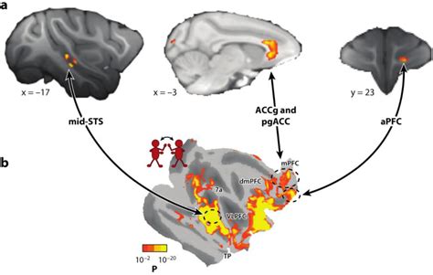 Figure From Neural Mechanisms Of Social Cognition In Primates