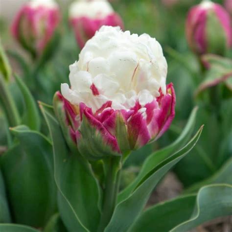 Get Ice Cream Double Late Peony Tulip Spring Flowering Bulbs In MI At