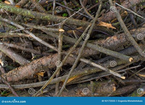 dry branches stock image image  background brown