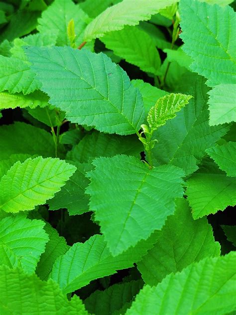 speckled alder tag alder fsaa