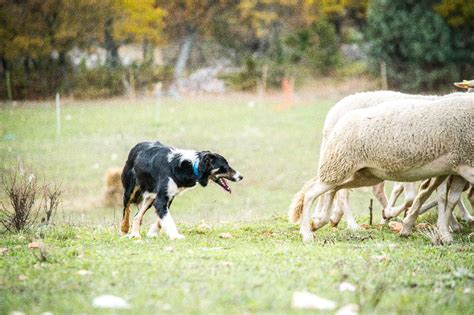 Elevage Du Rocher De Cire Eleveur De Chiens Border Collie