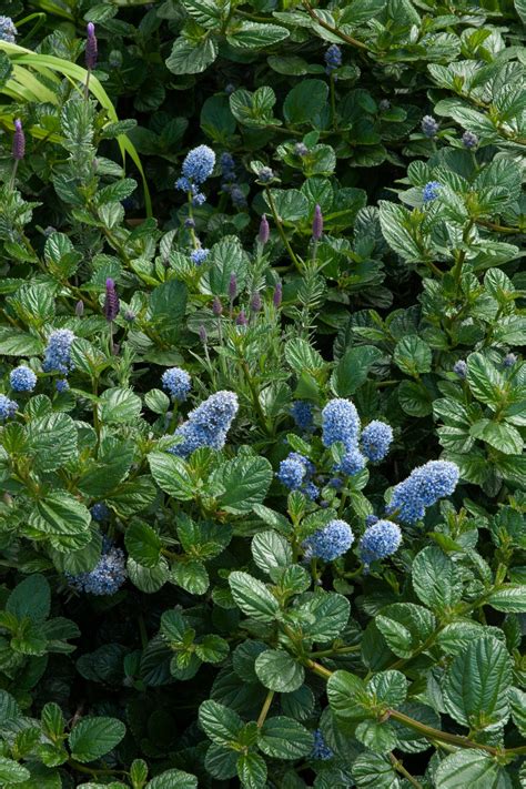 California Lilac Ceanothusyankee Point Kahikatea Farm Certified