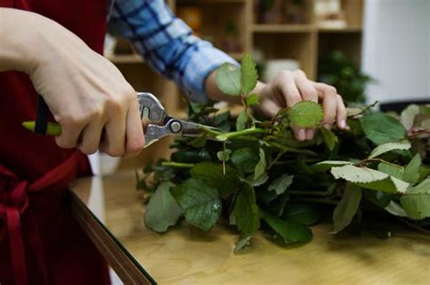 Plants that Grow from Stem Cuttings: List