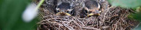 Reading the Signs of Birds Nesting - Advice – Peckish UK