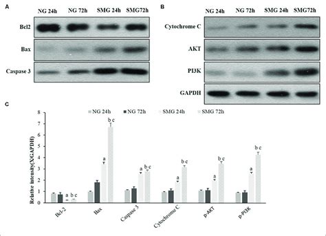 Western Blot Analyses Of Apoptosis Related Protein Expression In