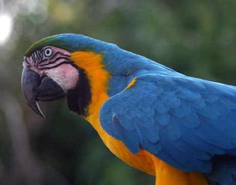 Pantanal Wildlife - Pantanal Animals - Brazil Wildlife