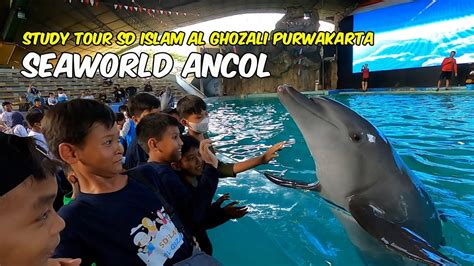 STUDY TOUR SD AL GHOZALI PURWAKARTA KE SEAWORLD ANCOL BERSAMA HD AGEN