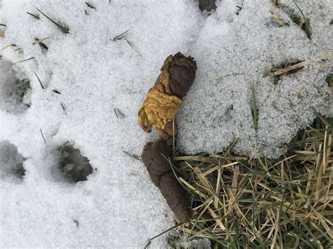 Why Is My Dogs Poop Yellow