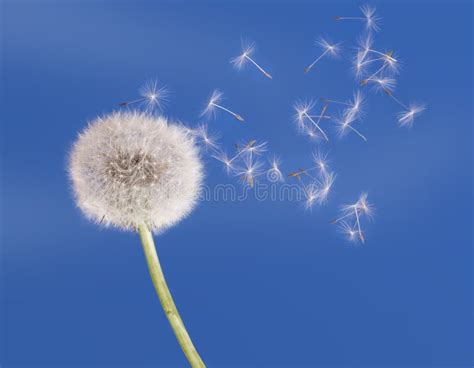 Dandelion Clock Seeds Blow In The Air Stock Image Image Of Light