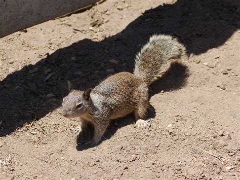 The Online Zoo - California Ground Squirrel