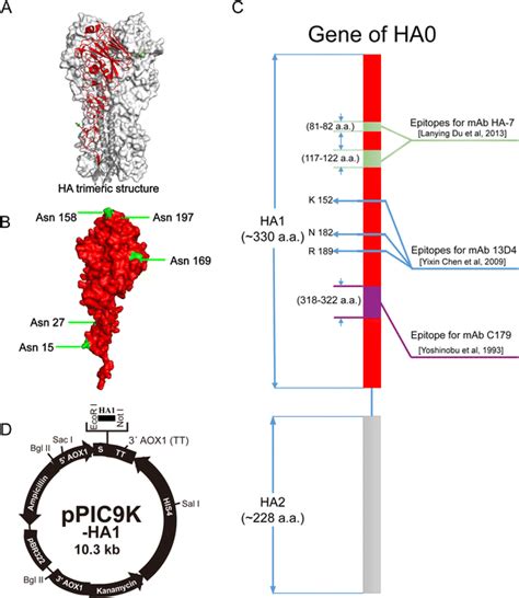 Structure And Epitopes Of Ha1 And Cloning Of Ha1 Gene For Expression