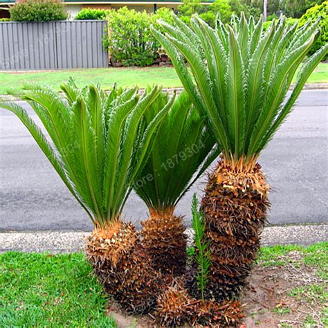 Mini Sago Cycas Plant Perennial Revoluta Flores Bonsai Tree Plantas