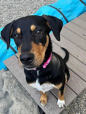 St Clair Shores Mi Labrador Retriever Hound Unknown Type Meet