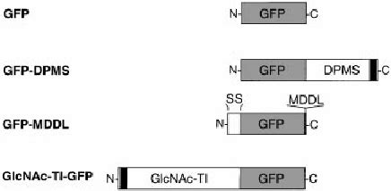 Structure Of Gfpchimeras Used In This Study Gfp Fusions With The