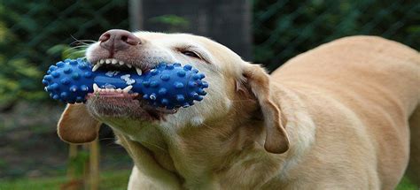 10 Best Dog chew Toys for Aggressive Chewers Reviews in 2022