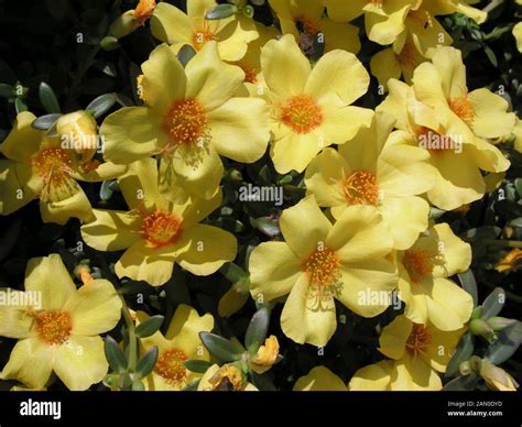 Portulaca Oleracea Yellow Stock Photo Alamy