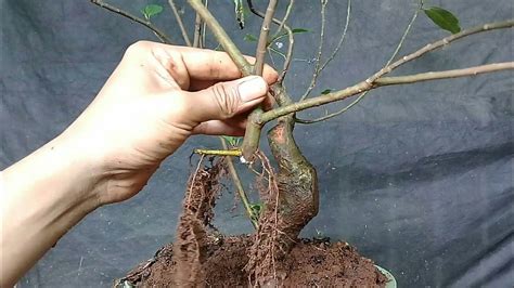 The Beginning Of Making A Bonsai Tree Ficus Racemosa YouTube