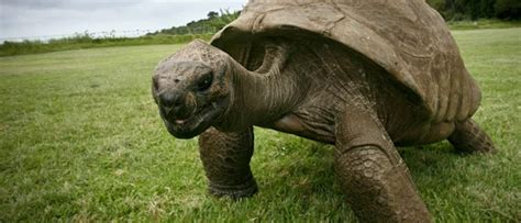 Conheça Jonathan a tartaruga mais velha do mundo 190 anos de idade