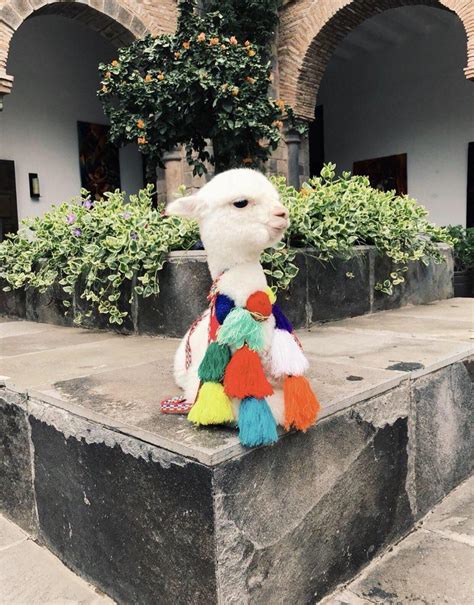 A Baby Llama In Peru Rpics