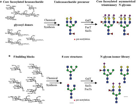 Frontiers Recent Progress In Chemo Enzymatic Methods For The