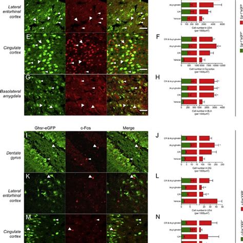 Calorie Restriction Enhances Remote Contextual Fear Memory And Adult