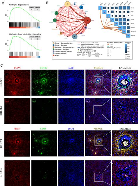 Pdpn Closely Relates To Neutrophils And Macrophages In Glioma Immune