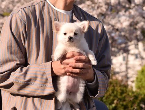 迎えたばかりで「抱き方がわからない飼い主と抱かれ方がわからない子犬」が初々しいと話題→「うまく抱っこできた」写真にも反響｜まいどなニュース