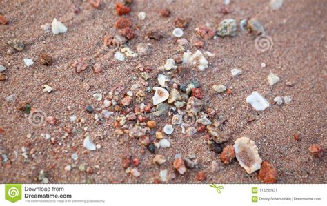 Seixos E Conchas Do Mar Na Areia Imagem De Stock Imagem De F Rias