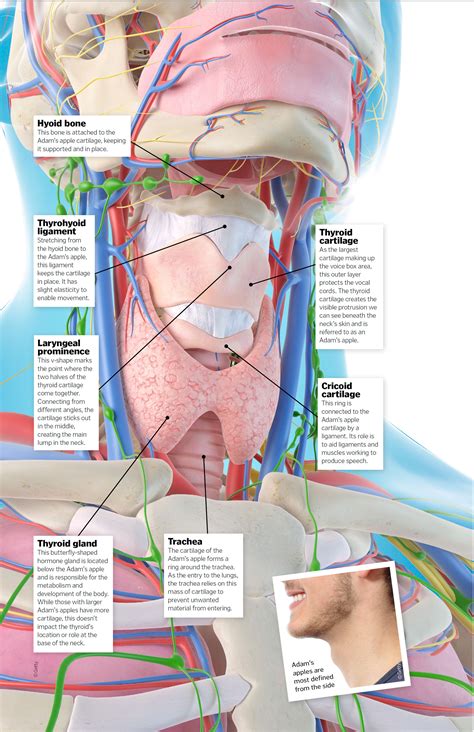 Adams Apple Diagram