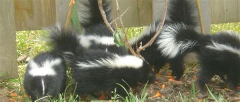 Concord Ca Skunk Removal & Oakland Skunk Removal