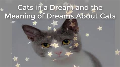 What Is The Meaning Of A Cat In Dream Youtube