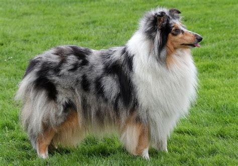 100+ Merle Dog Names for Your Beautiful Coated Pup