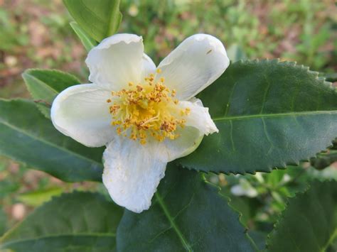 Camellia sinensis / IPlantz