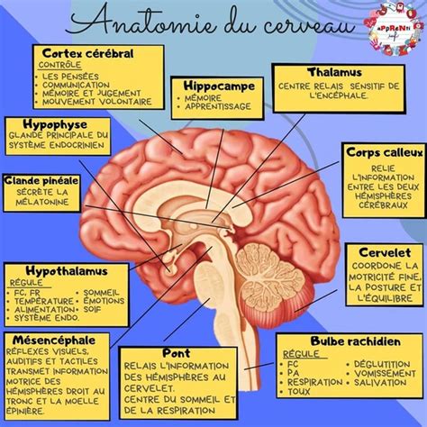 Anatomie Du Coeur Cours Soignants Artofit