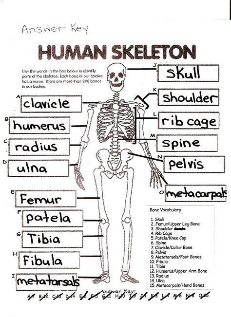 Anatomy Chapter 5 Skeletal System Worksheet Answers Anatomy Worksheets