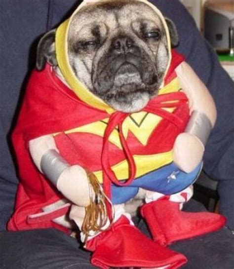 Fresh Pics: Crazy Halloween Costumes for Dogs