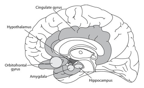 Brain Limbic System Diagram