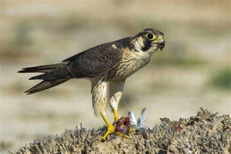 Barbary Falcon Falco pelegrinoides by Peter Wächtershäuser Barbary